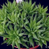 Haworthia variegata P1050271.JPG